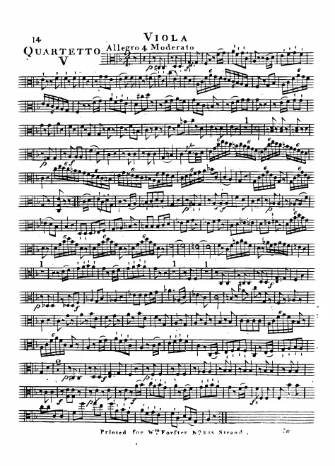 Viola