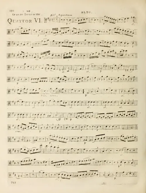 Viola