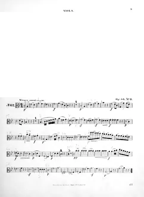 Viola