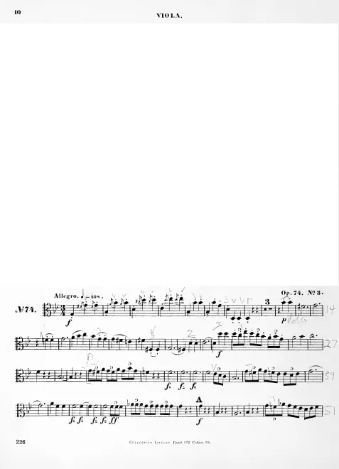 Viola