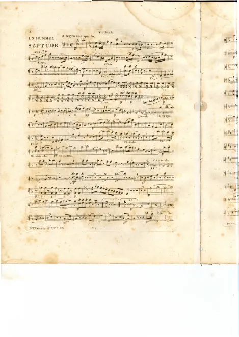 Viola