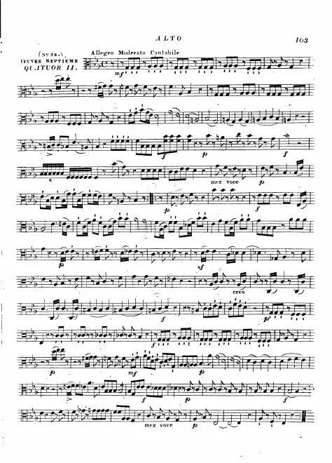 Viola