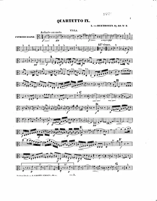 Viola