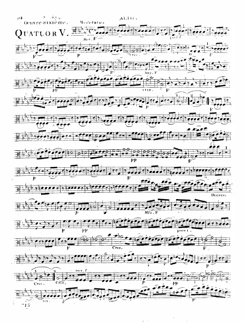 Viola