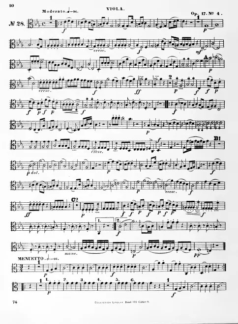 Viola