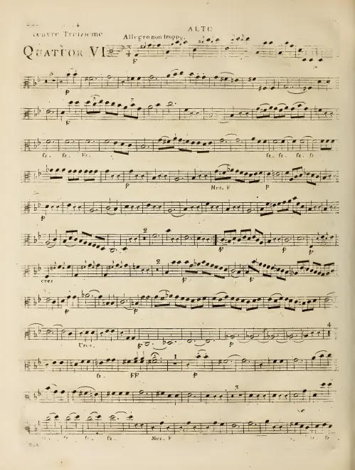Viola