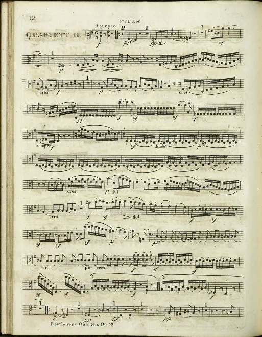 Viola