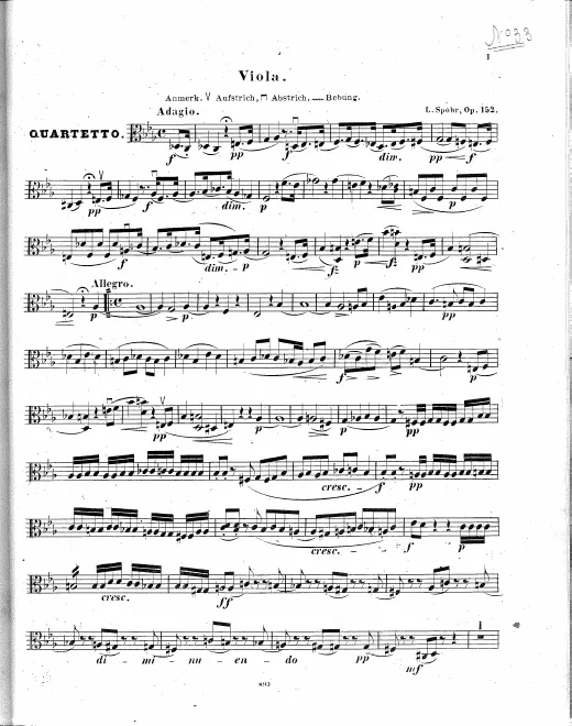 Viola