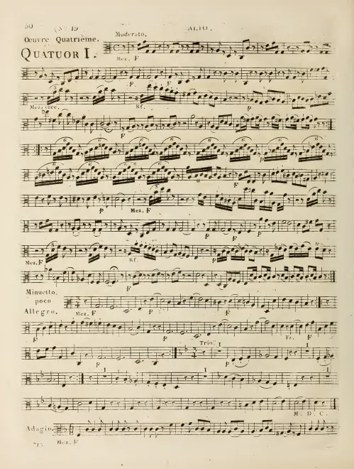Viola