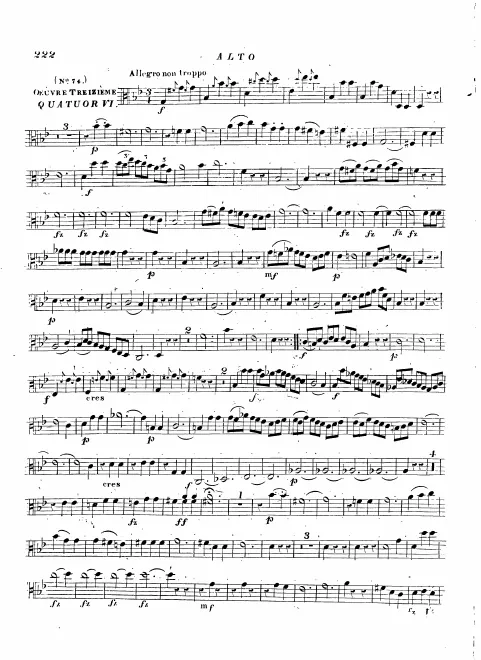 Viola