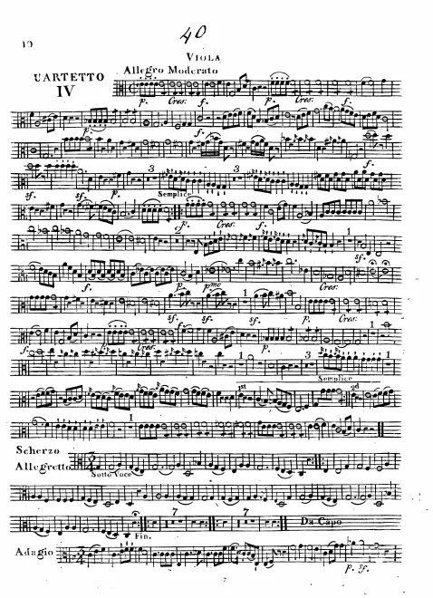 Viola