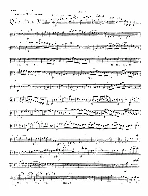 Viola