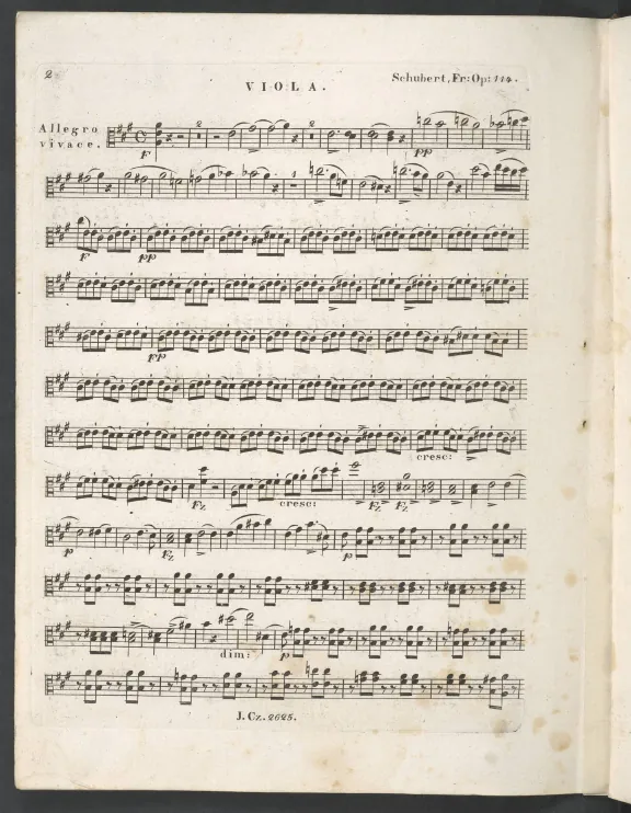 Viola