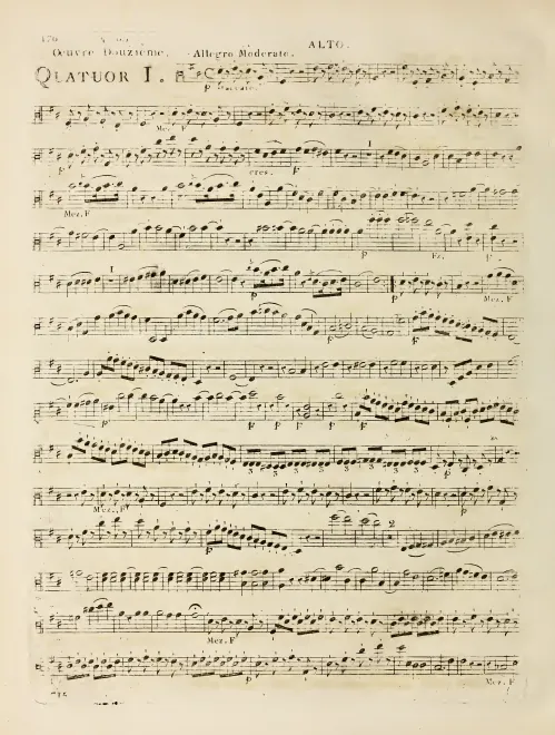 Viola