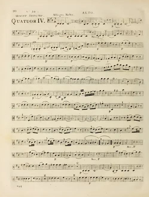 Viola