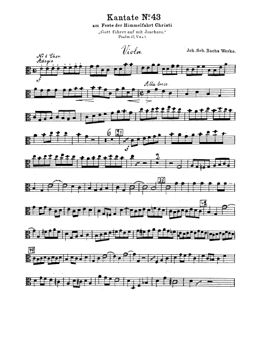 Violas