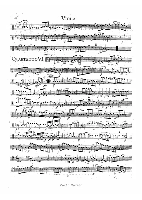 Viola
