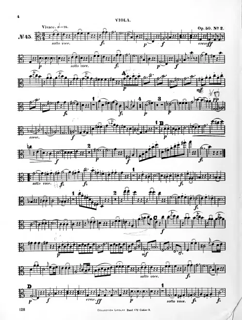 Viola
