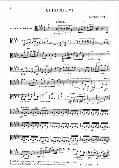 Viola