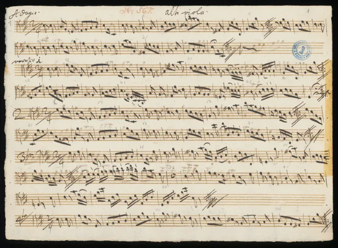 Viola