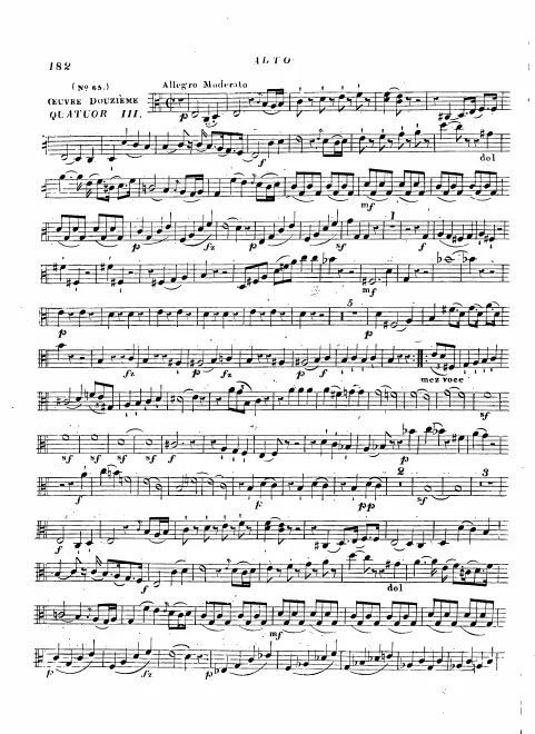 Viola