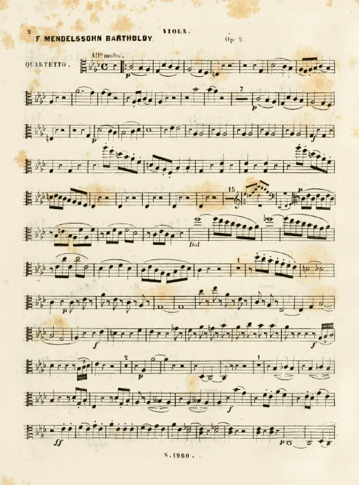 Viola