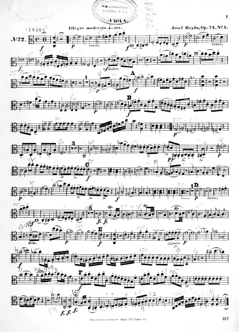 Viola