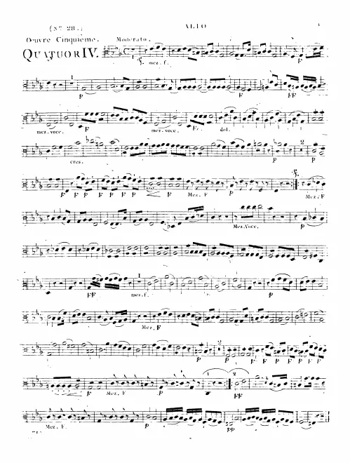 Viola