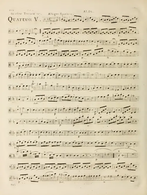 Viola
