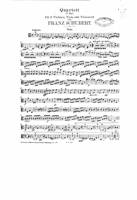 Viola