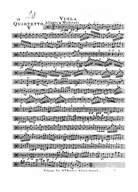 Viola