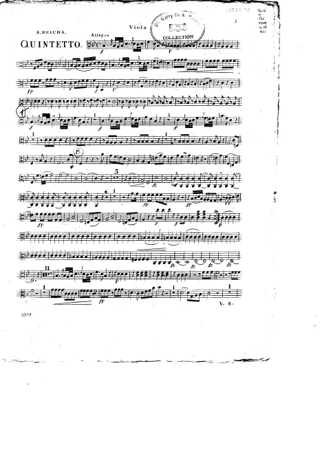 Viola