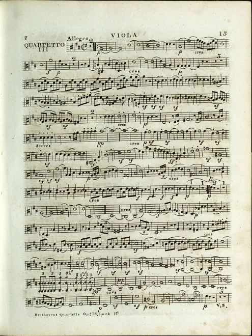 Viola