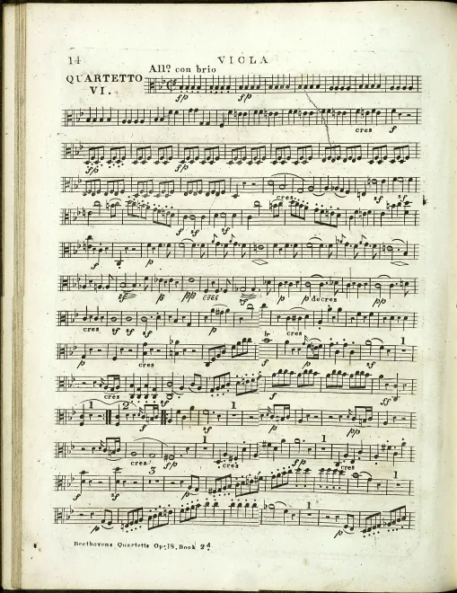 Viola