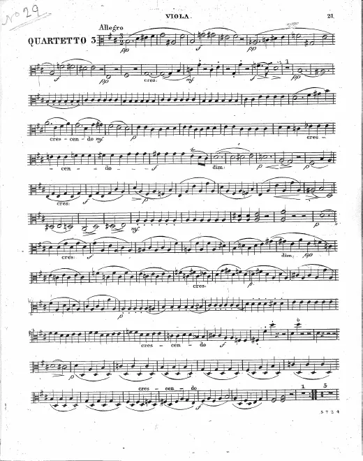 Viola
