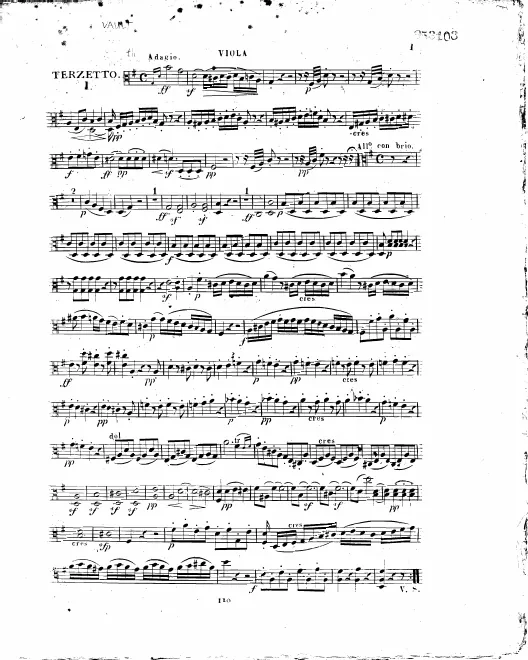 Viola