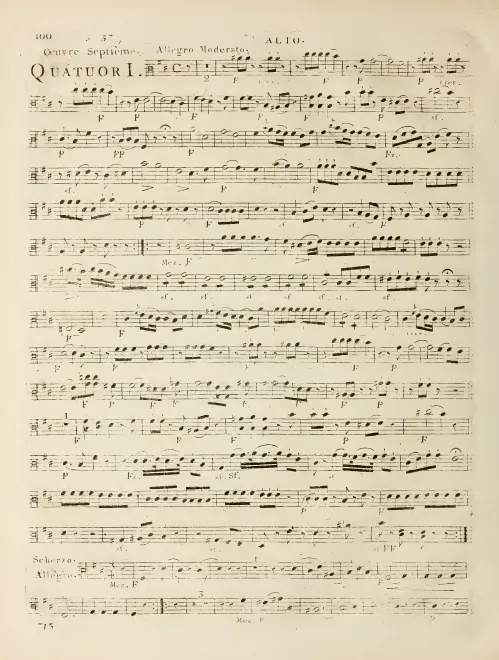 Viola