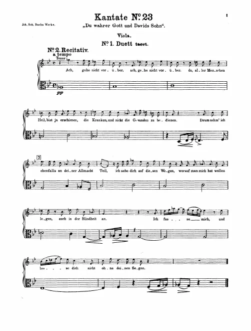 Violas