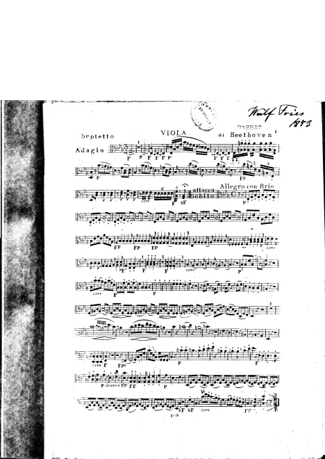 Viola