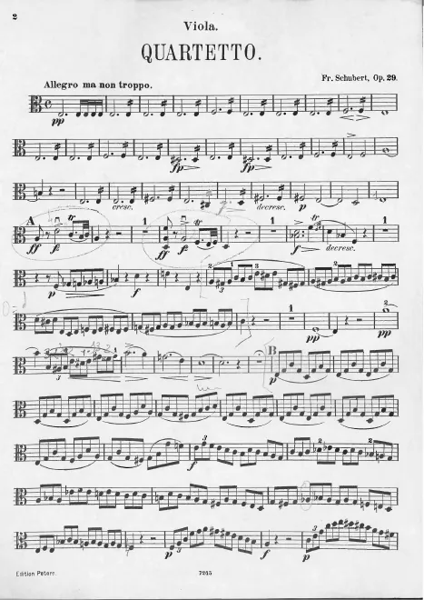 Viola