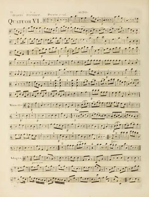 Viola