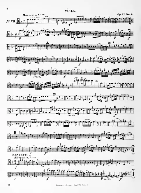 Viola
