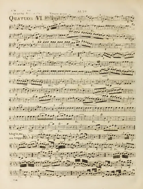 Viola