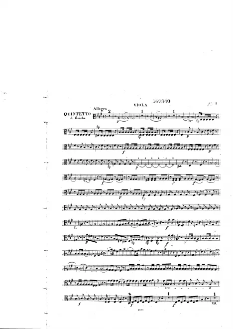 Viola