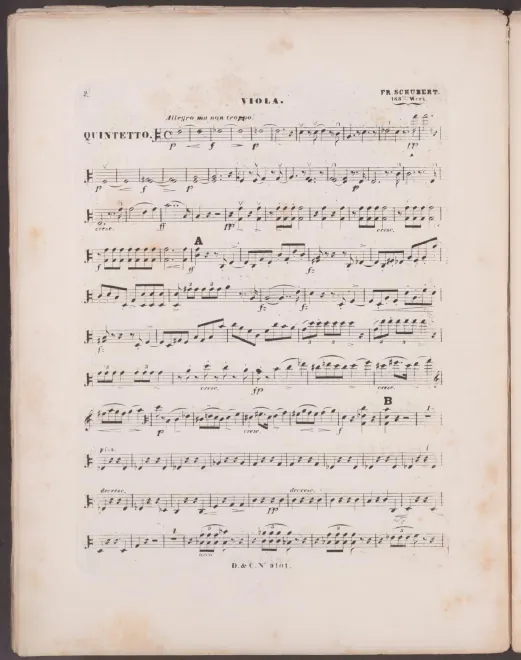 Viola