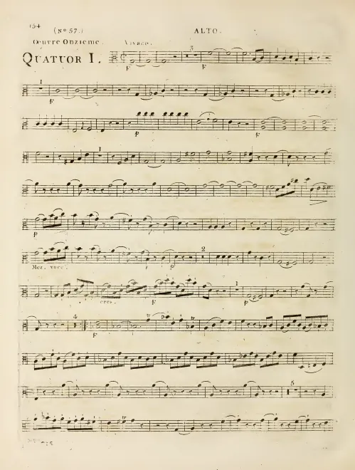 Viola