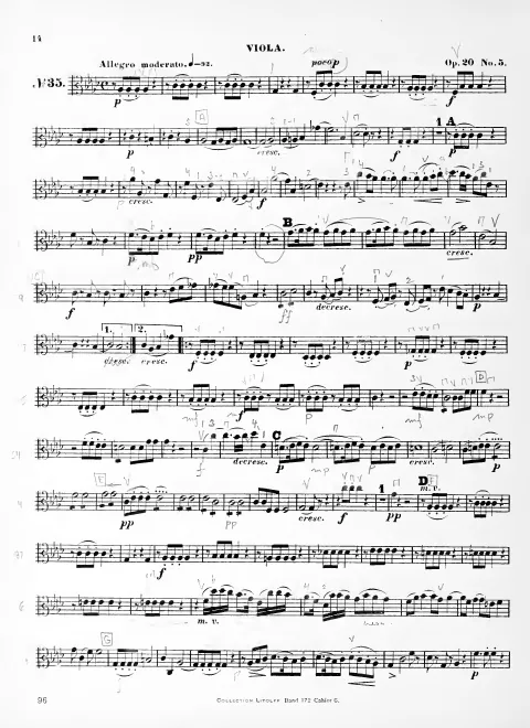 Viola
