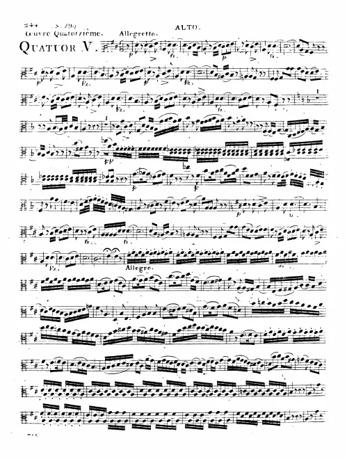 Viola