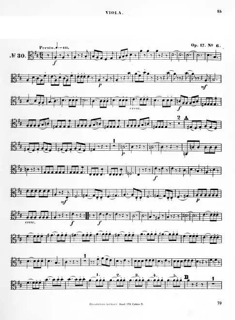 Viola