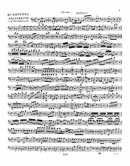 Viola